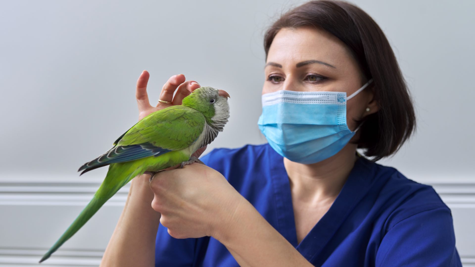 South American wildlife ravaged by H5N1 bird flu outbreak